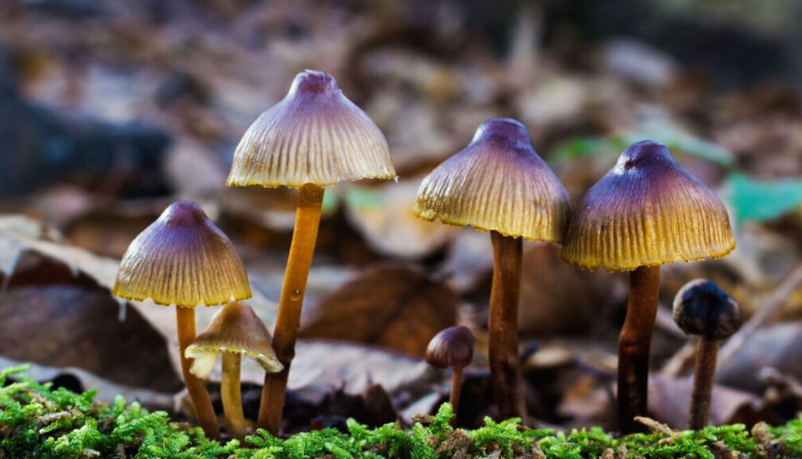 Como-las-Microdosis-de-Hongos-Impulsan-la-Creatividad