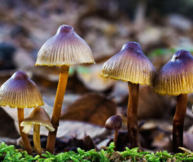 Como-las-Microdosis-de-Hongos-Impulsan-la-Creatividad